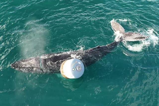 Photo issued by British Divers Marine Life Rescue (BDMLR) of a whale which has become entangled in a rope on the Isle of Skye. Photo: Anthony Rigell/PA Wire