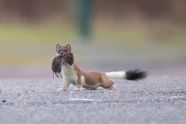 Stoats have become a major threat to wildlife on Orkney including the Orkney Vole