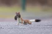 Stoats have become a major threat to wildlife on Orkney including the Orkney Vole