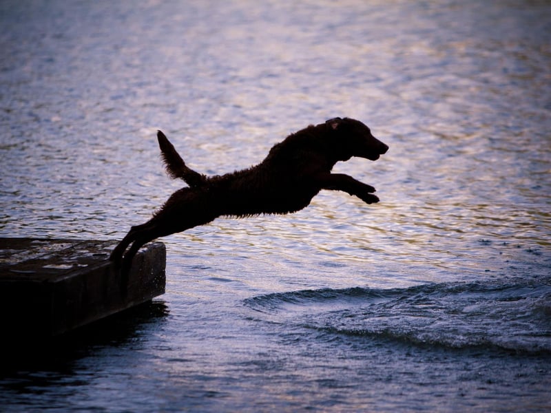 Chesapeake Bay Retrievers, often known as 'Chessies', have an oily double-coat that retains heat and is water-resistant - perfect for long swims in cold water. They can happily spend hours in the sea, a lake or a river.