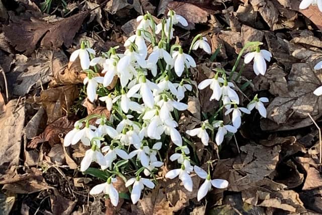 Snowdrops, a sign that spring is on the way.