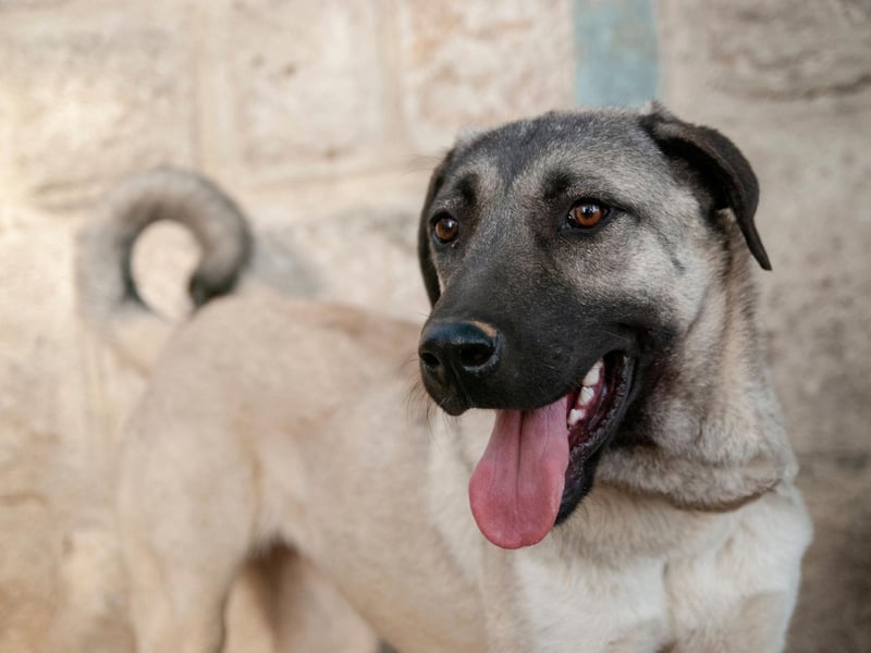 Only recently recognised by the UK Kennel Club as a distinct breed, the Turkish Kangal Dog are expert guard dogs and range from 25-31 inches in height.