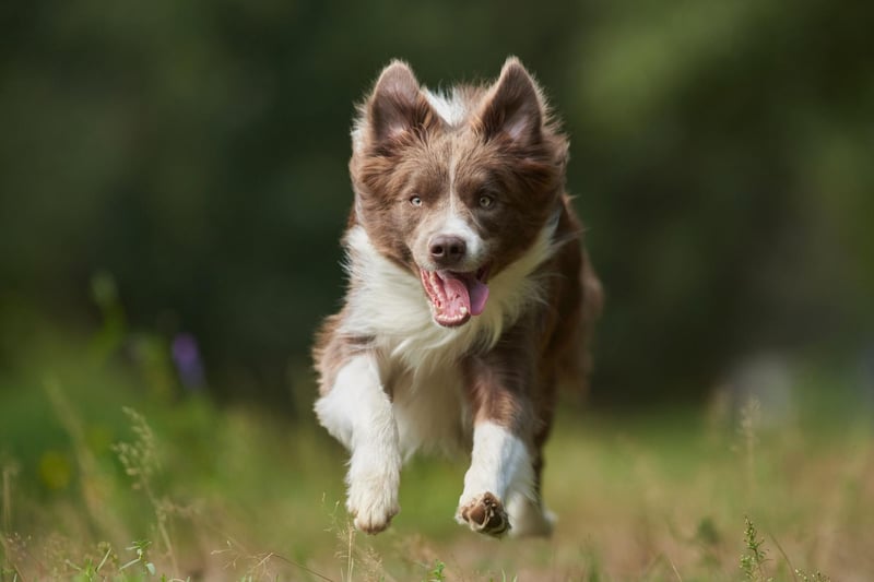 The Border Collie is the world's most intelligent dogs and one of the cheapest - costing around £900-£1,300.