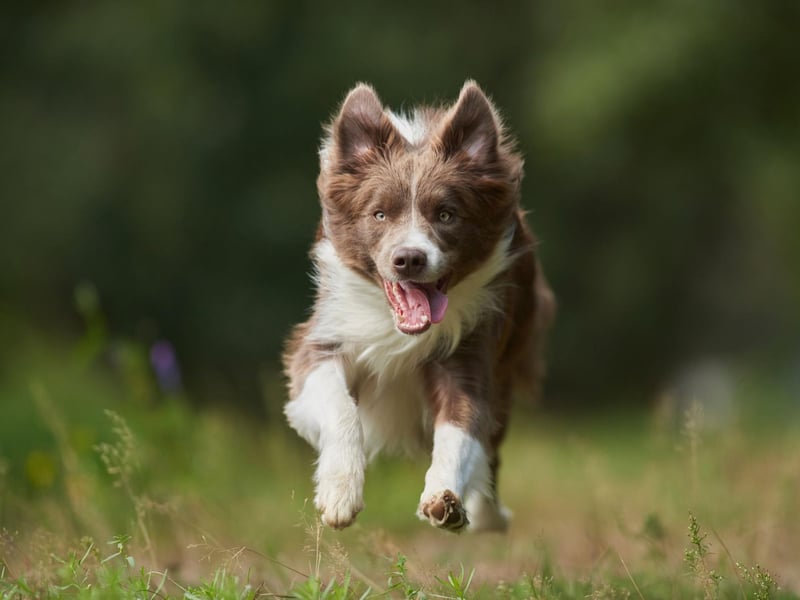 The Border Collie is the world's most intelligent dogs and one of the cheapest - costing around £900-£1,300.