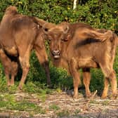 Bison released from a corral at the Wildwood Trust nature reserve in Kent in July - the first time the animals have roamed freely in the UK in thousands of years