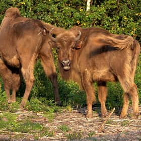 Bison released from a corral at the Wildwood Trust nature reserve in Kent in July - the first time the animals have roamed freely in the UK in thousands of years