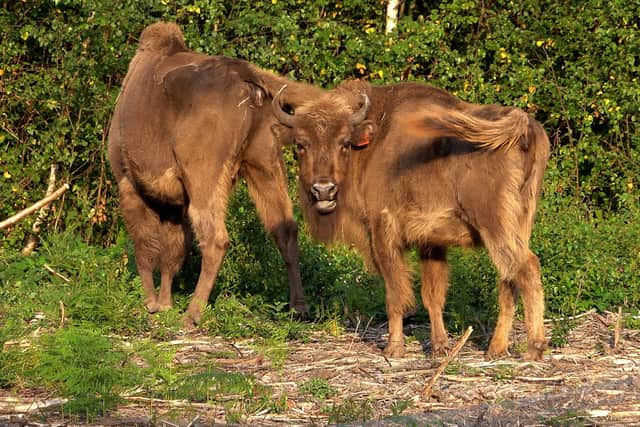 Bison released from a corral at the Wildwood Trust nature reserve in Kent in July - the first time the animals have roamed freely in the UK in thousands of years