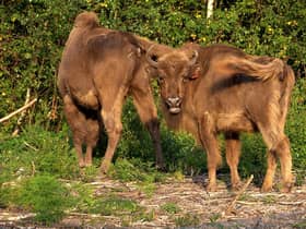 Bison released from a corral at the Wildwood Trust nature reserve in Kent in July - the first time the animals have roamed freely in the UK in thousands of years