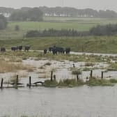 Storm Babet wreaked havoc on the east coast of Scotland causing widespread damage to farmland and claiming the lives of three people and livestock (pic: RSABI)