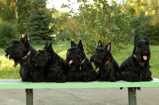The Scottie dog is perhaps the most famous breed of Scottish pup, but plenty of others originally come from Scotland.