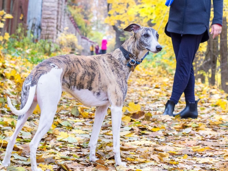 Despite their speedy reputation, Greyhounds are fairly docile and lazy dogs that are happy to laze around as long as they get one decent walk a day. For a teen that is uncertain or nervous about training a puppy, a rescue Greyhound can make a great pre-housetrained pet.