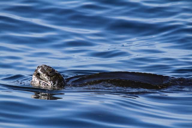 The endangered leatherback turtle is an ocean wanderer, travelling thousands of miles across the globe