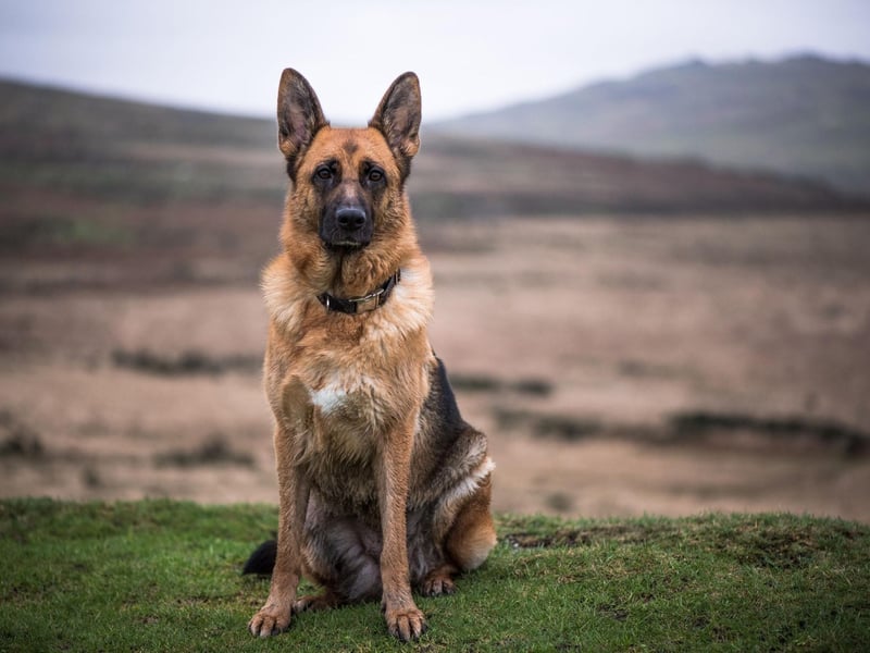 There's not much a German Shepherd can't do - they are brilliant at most things, from being guard dogs to being emotional support animals - but living in a flat is well outwith their comfort zone. They are easily bored, need regular outdoor time and can be very noisy.