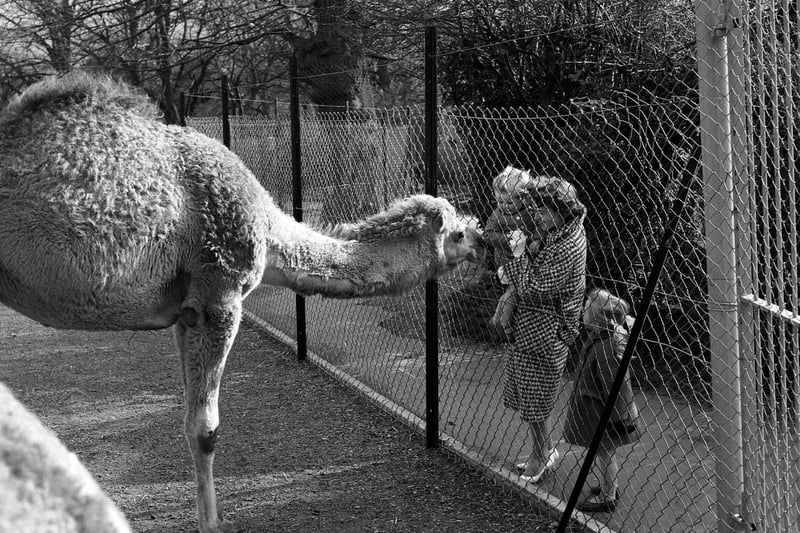 A toddler is introduced to one of Edinburgh Zoo's dromedary camels in 1962.