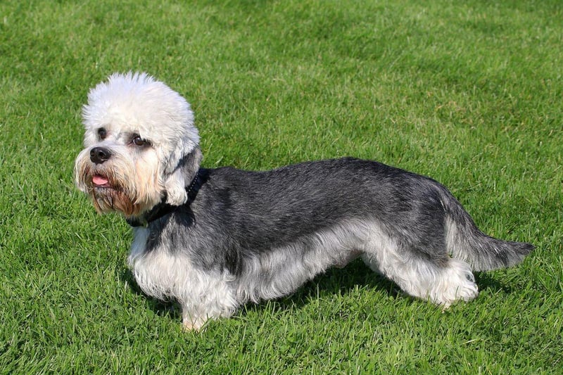 Another breed of Highland Terrier, the Dandie Dinmont is named after a fictional character in the novel 'Guy Mannering', written by Scottish author Sir Walter Scott.