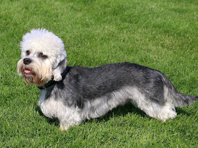 Another breed of Highland Terrier, the Dandie Dinmont is named after a fictional character in the novel 'Guy Mannering', written by Scottish author Sir Walter Scott.