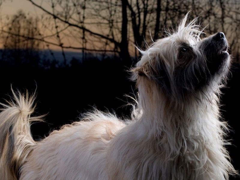 There’s one thing you can find wherever you go in the world, and that’s the stars. During the summer, find a clear night sky and go stargazing with your beloved pooch. There are a few canine constellations you probably didn’t know about, including the Constellation Canis Major (Greater Dog) and Minor (Lesser Dog), as well as the 3. Sirius, Procyon and the Sisters.