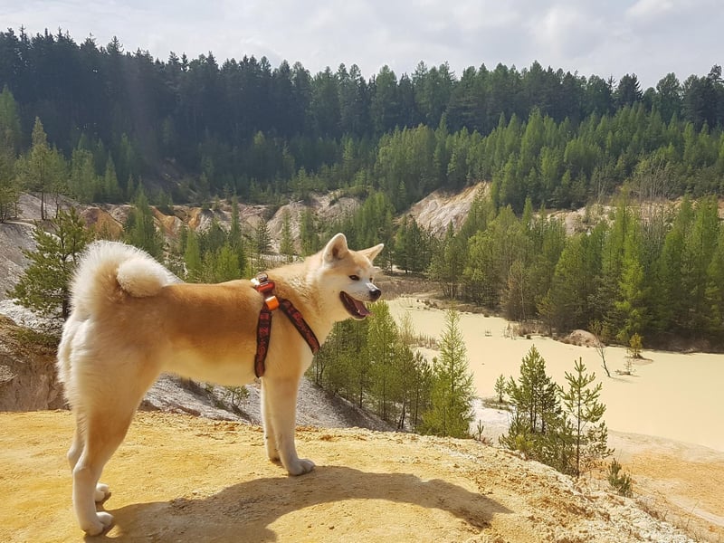 For around 200 years ownership of Akitas was restricted by law to the Japanese aristocracy - acting as a status symbol. This only changed in the 19th century when Emperor Taisho changed the law so that any citizen could own an Akita.