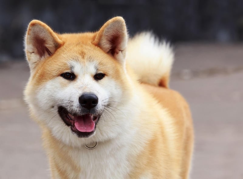 In their Japanese homeland, the Akita is a symbol of good health, happiness, and longevity. A small Akita charm or statue is often given as a 'get well soon' gift, or to new parents to wish their baby good health in the future.