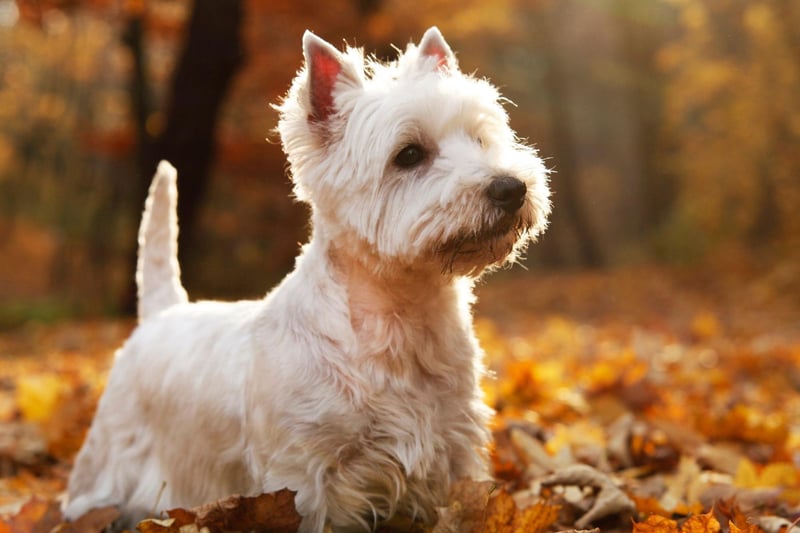 West Highland White Terriers - or Westies, as they are affectionately known - are described as "small, active, and full of self-esteem". The breed originated from the Malcolms of Poltalloch in Argyllshire, Scotland, in the mid 19th century as a working dog on the moors. Their bright white coat became an advantage as it was easier to see.