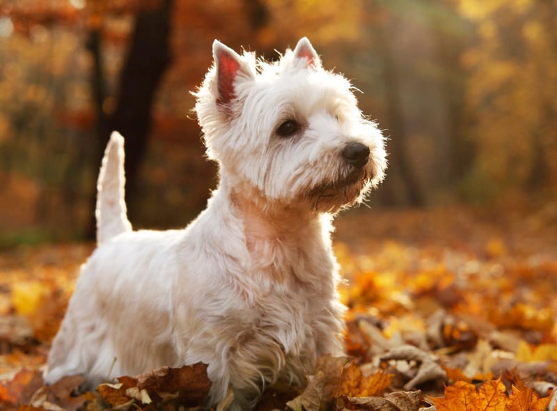 West Highland White Terriers - or Westies, as they are affectionately known - are described as "small, active, and full of self-esteem". The breed originated from the Malcolms of Poltalloch in Argyllshire, Scotland, in the mid 19th century as a working dog on the moors. Their bright white coat became an advantage as it was easier to see.