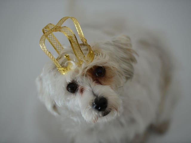 Archie, the son of Prince Harry and Meghan, may only be 7th in line to the throne, but he's top dog when it comes to inspiring puppy names.