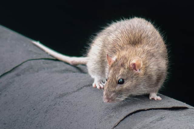 Edinburgh is plagued by more than one millionrats
