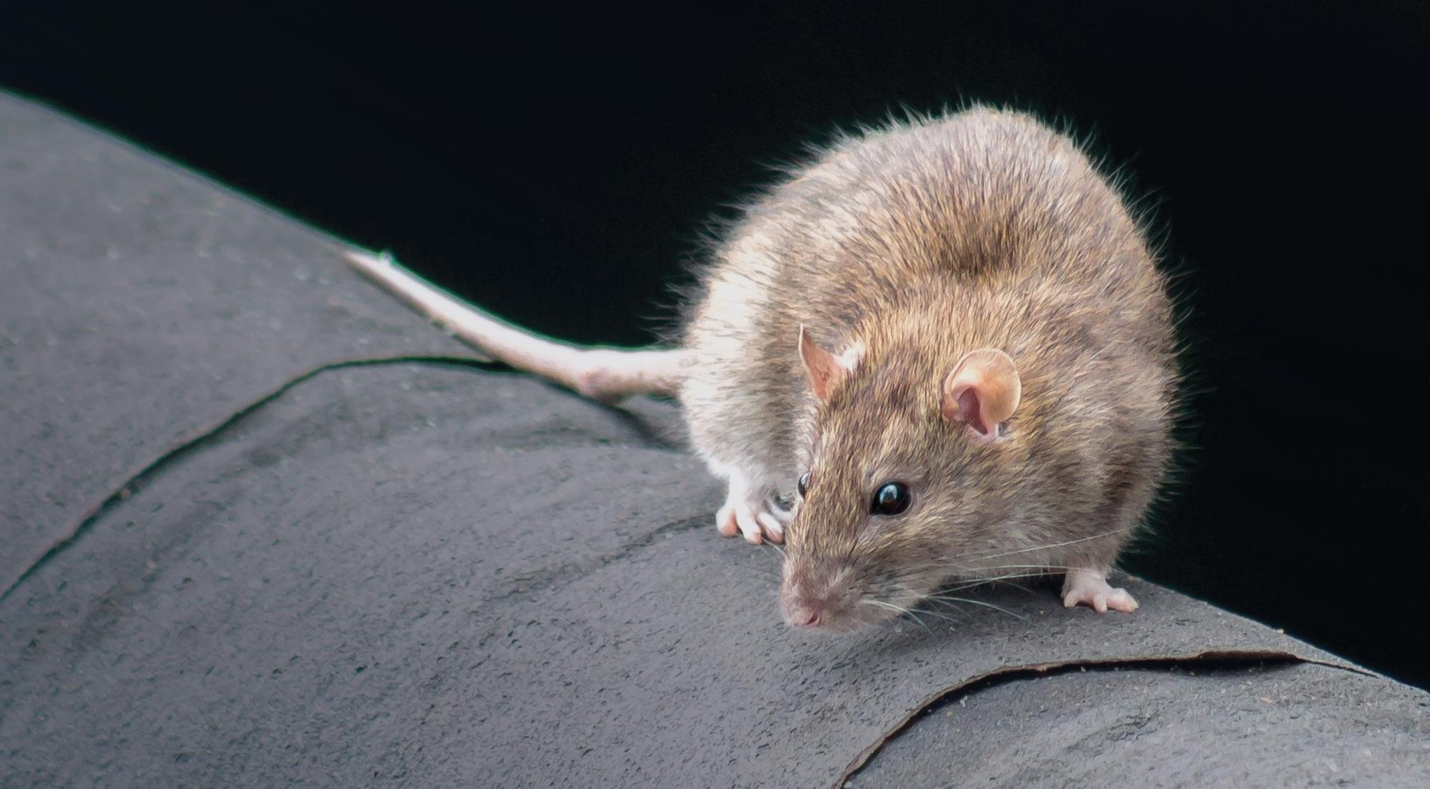 New study by pest control experts underlines Edinburgh's status as Scotland's most rat infested city