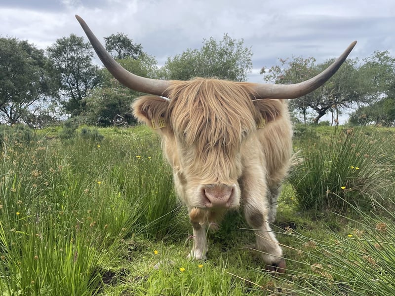 Many of the cows have been named after Scottish political figures, celebrities and movie characters, as well as local people - this one is called Nicola