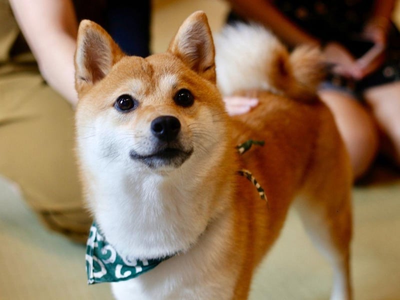 A walk a day and a couple of more vigorous exercise sessions each week will keep an adorable Shiba Inu in tip top shape mentally and physically.