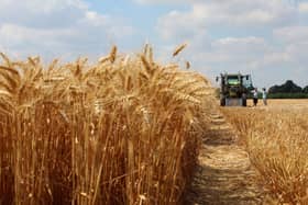 Gene edited wheat can give far higher yields
Pic: Getty