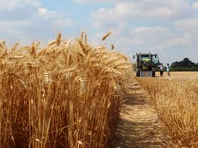 Gene edited wheat can give far higher yields
Pic: Getty