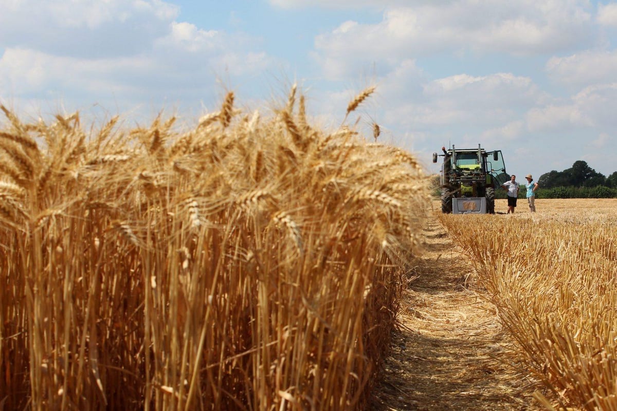 Gene editing: UK Government wants Scotland to re-think its ban on GE crops