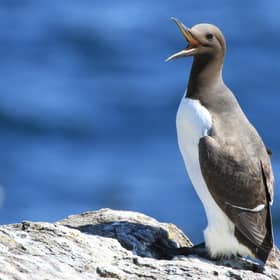 Guillemots were among the seabirds where populations were increasing  Picture: Susan Davies/NTS