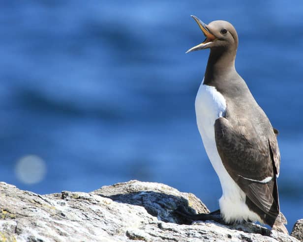 Guillemots were among the seabirds where populations were increasing  Picture: Susan Davies/NTS