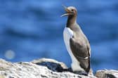 Guillemots were among the seabirds where populations were increasing  Picture: Susan Davies/NTS