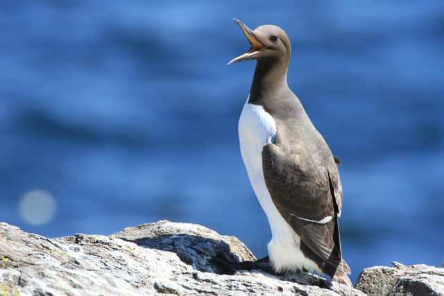 Guillemots are among the seabirds which could be at risk if Berwick Bank goes ahead. Picture: Susan Davies/NTS