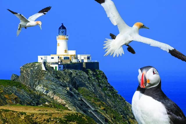 Scottish seabirds and Muckle Flugga lighthouse, Britain's most northerly lighthouse on the island Unst, Shetland Islands, Scotland, UK