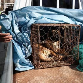 A dog looks out from a cage as police officers block a dog farmer protest in November, demanding the government scrap its plans to pass a bill to enforce a ban on the consumption of dog meat. The bill was passed this week.