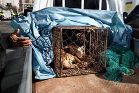 A dog looks out from a cage as police officers block a dog farmer protest in November, demanding the government scrap its plans to pass a bill to enforce a ban on the consumption of dog meat. The bill was passed this week.