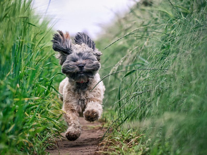 The seventh most popular male dog name in the UK is Oscar. It's a name that originated in Ireland and means 'spear of the gods'.
