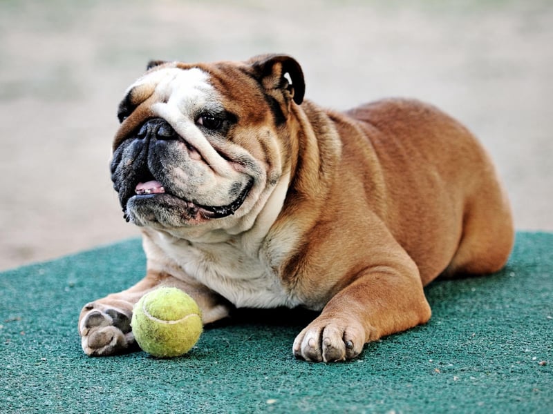 The phrase 'British Bulldog spirit' dates back to the 18th centrury when cartoonists would depict Britiannia accompanied by a Bulldog to signify courage. The breed was used heavily in propaganda posters during World War One, then once again came to prominence during World War Two when Winston Churchill seemed to represent the brave pooch in human form.