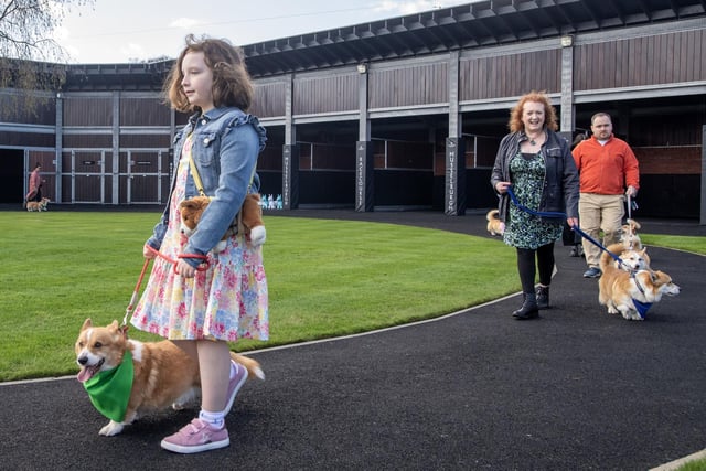 Nine year old Claudia Green from Port Seaton with Paddy, a distant relative of the Queen Elizabeth II's corgis, takes his position on the start line in the Corgi Derby.