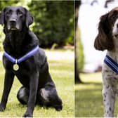 AJ, left, and Alfie, right, six years helping to locate arms, ammunition and explosives in dangerous environments