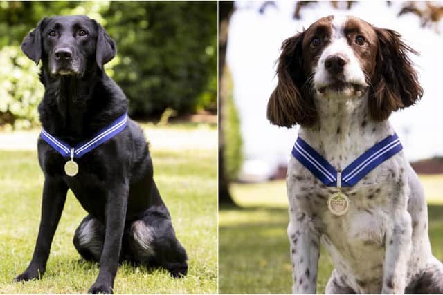 AJ, left, and Alfie, right, six years helping to locate arms, ammunition and explosives in dangerous environments