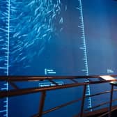Dynamic Earth's brand-new £1m Discover the Deep exhibition allows visitors to explore what lies far beneath the waves. Picture: Majdanik Photography