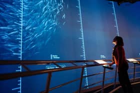 Dynamic Earth's brand-new £1m Discover the Deep exhibition allows visitors to explore what lies far beneath the waves. Picture: Majdanik Photography