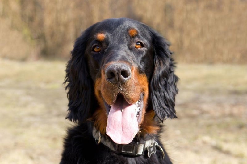 Taking their name from the Duke of Gordon, who established the breed in 19th century Scotland, the Gordon Setter loves long walks and cooling dips in lochs.