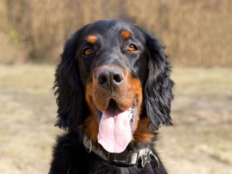 Taking their name from the Duke of Gordon, who established the breed in 19th century Scotland, the Gordon Setter loves long walks and cooling dips in lochs.