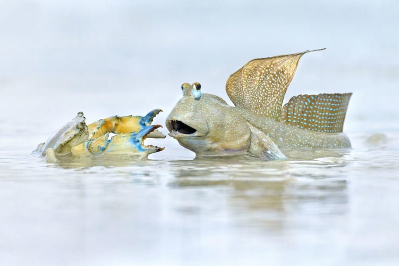 Neighbourhood Dispute by Ofer Levy, Australia, of a mudskipper fiercely defending its territory from a trespassing crab in Roebuck Bay, Australia, which has been shortlisted for the Wildlife Photographer of the Year People's Choice Award.